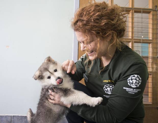Helen Paspaliaris, of HSI/Canada, plays with Beemo, a rescue dog from a Korean dog-meat farm, at their offices in Montreal, March 15, 2018.