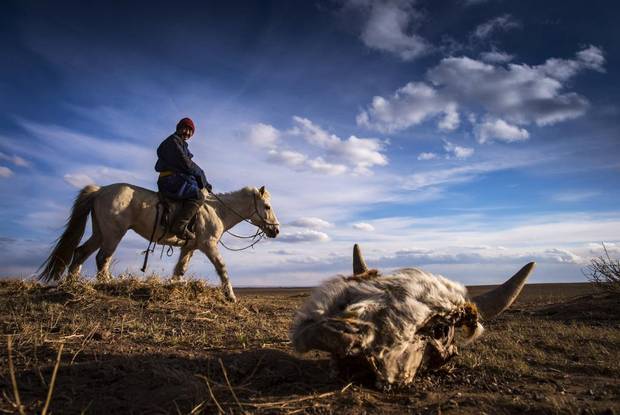 Gantumur, a 51-year-old Mongolian herder, rides past a dead cow near Adaatsag, Mongolia April 16, 2016. Gantumur has already lost 60 of his 100 goats and sheep, after a fierce winter that has taken a grim toll on the Mongolian steppe.