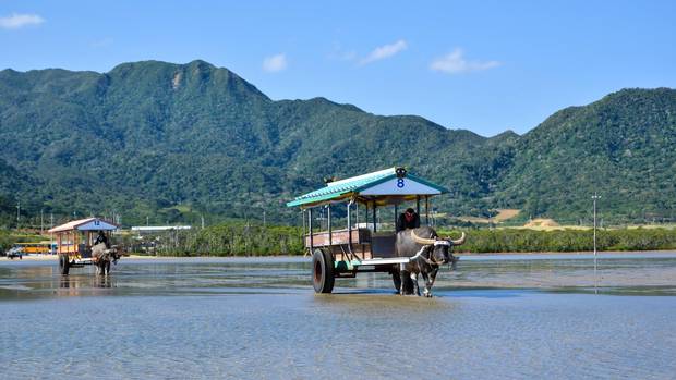 Water buffalo carts between the Japanese tropical islands Iriomote and Yubu.
