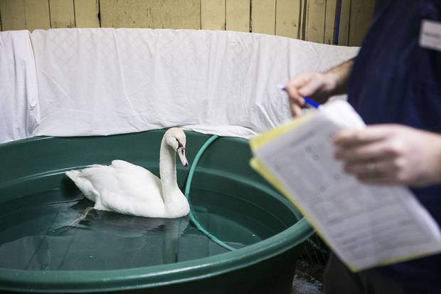 A mute swan swims in a rehab pool at the Toronto Wildlife Centre.