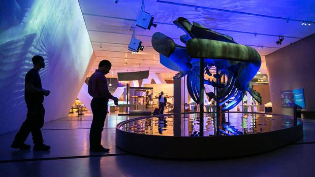 Security staff install motion detectors below the blue whale skeleton as the final touches are made on the exhibition.