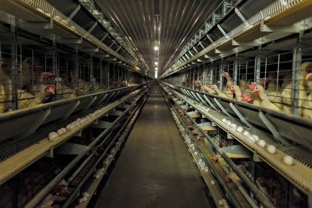 The German-build mechanized system not only houses thousands of chickens in ‘furnished’cages at the Pelissero family farm, it uses a network of conveyor belts to carry off their output for sorting.