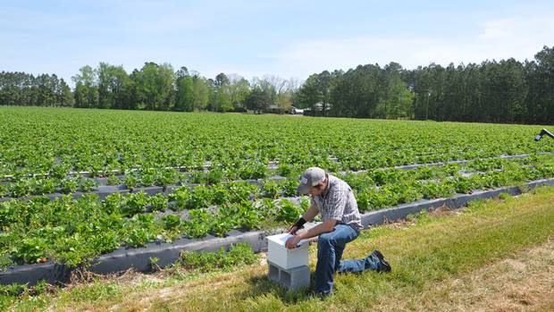 A beehive is deployed beside a strawberry field as part of a test of the system.
