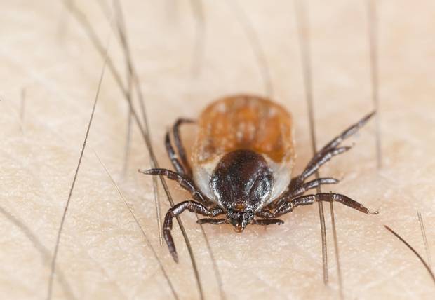 Blacklegged ticks, also called deer ticks, are getting plenty of attention these days, since they transmit the Borrelia burgdorferi bacterium that causes the much-dreaded Lyme disease.