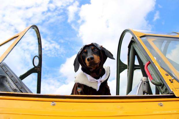 Crusoe, a miniature dachsund from Ottawa, has attracted widespread adoration online with videos of his comically orchestrated adventures while wearing elaborate costumes.
