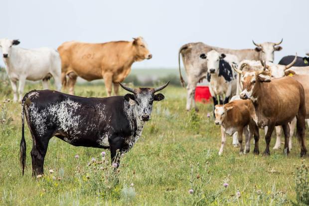Cattle graze on dry land west of Medicine Hat, Alberta.