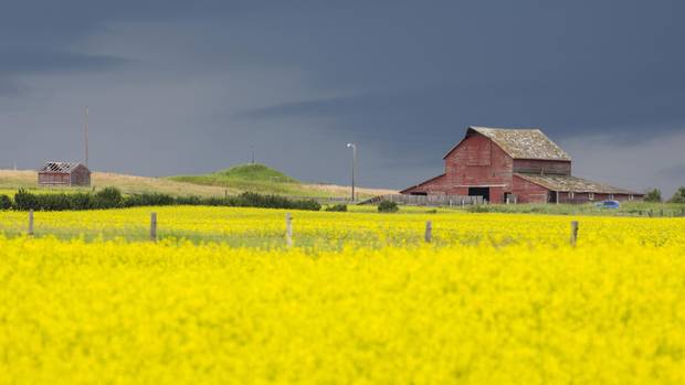 A field of ripe canola sits ready for harvest near Lethbridge, AB.