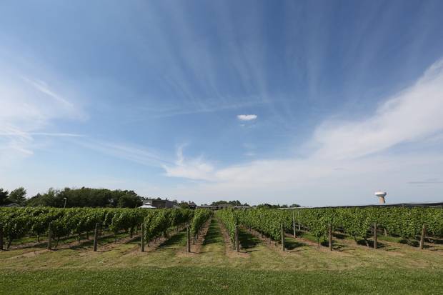 After a day of cycling, you might be tempted to eat dinner in Niagara Falls, but a better choice would be to stop at one of the region’s wineries. 