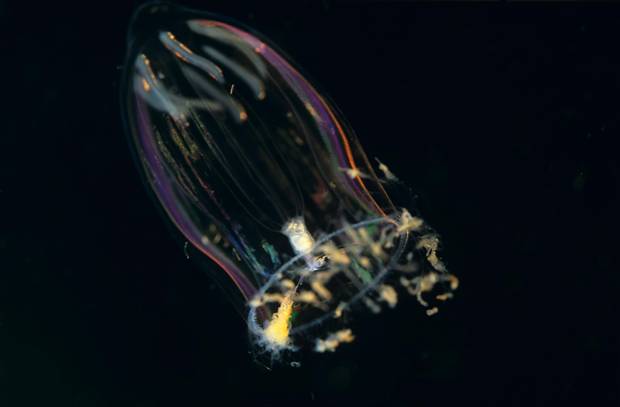 A hydroid jellyfish floats below the sea.