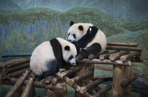 Jia Panpan, left, and his sister, Jia Yueyue, giant panda cubs born at the Toronto Zoo, who will turn two years old later this month, are pictured in the panda pavilion on Thursday. In March, 2018, the cubs, their mother, Er Shun, and another adult panda, Da Mao, will be heading to the Calgary Zoo for a five-year stay before heading back to China. 