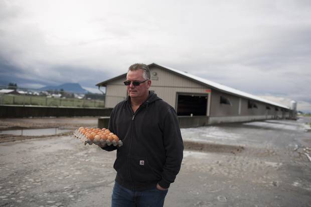 Rob Martens, owner of Twin Willows Enterprises in Chilliwack, B.C., leaves a chicken barn with fresh laid egg samples.