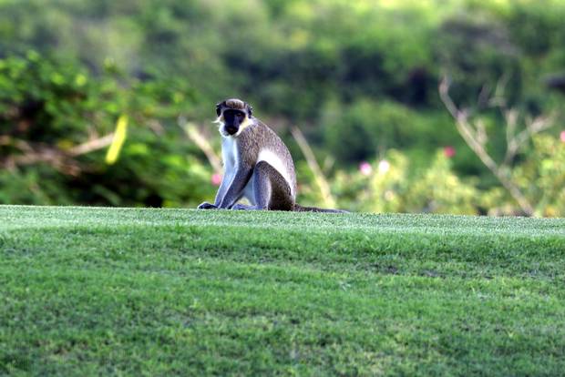 Nevis is one of several Caribbean countries where vervet monkeys, initially brought as pets from Africa, escaped and naturalized in the wild.