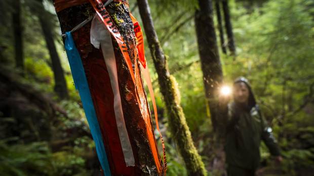 Peter Cressey on the hunt for karst lights up the forestry bounder markers.