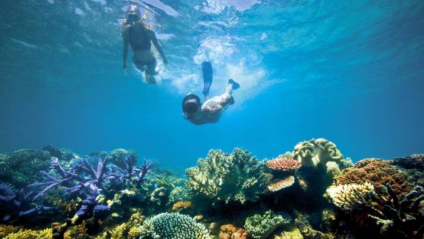 Snorkelling on the Great Barrier Reef.