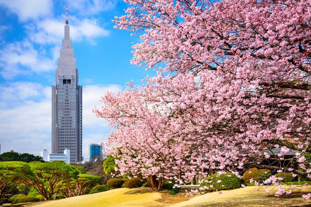 Shinjuku Gyoen Park is a popular destination for tourists and locals alike to see cherry blossoms every spring.