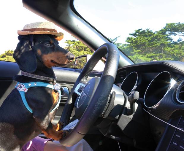 Crusoe, a miniature black and tan dachshund from Ottawa, goes for a drive in California