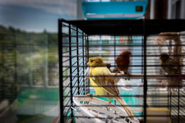 Mr. Sharbaji had two parrots in Syria, Koko and Lulu, that could speak and called him ‘baba.’ When the family arrived in Canada they could not afford parrots, but purchased birds to remind them of their old friends, who are presumed dead.