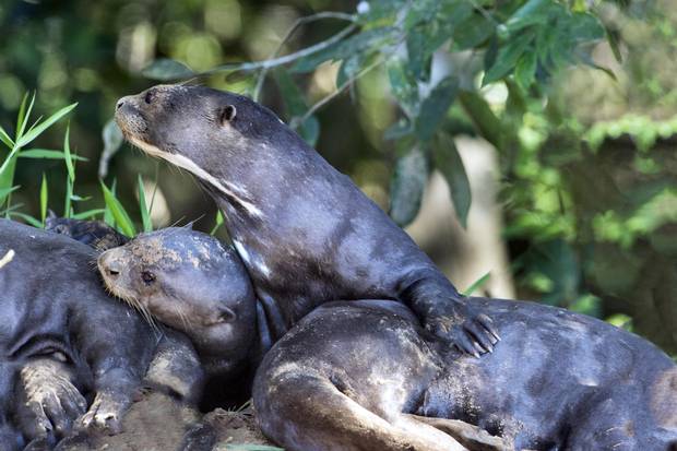 A clan of otters has been extensively studied by teams of naturalists hosted at the farm, who have been tracking just how hard it is for a young pair to break away and start a new group.