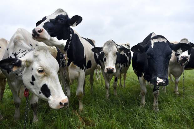 Cows graze in a field at Ferme Fleuralic Ltd. in Nicolet, Que.