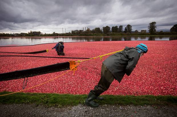 Workers pull booms while harvesting cranberries at Hopcott Farms in Pitt Meadows, B.C., on Friday October 20, 2017. 