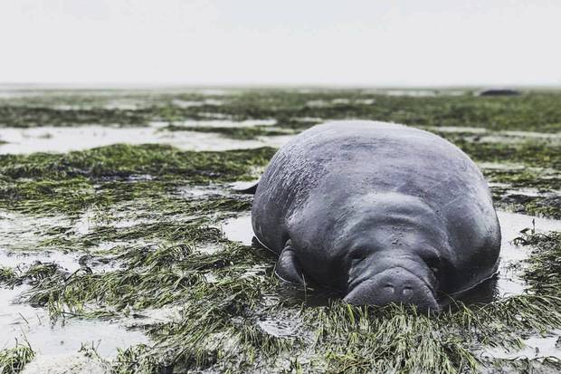 Manatee County, Fla., Sept. 10: A manatee lies stranded after waters receded from the Florida bay as Hurricane Irma approached.
