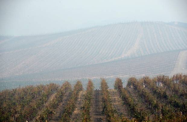 Rows of grapevines are covered in smoke from the Atlas Fire on Oct. 10, in Napa, Calif. A potential postfire issue is that of ‘smoke taint,’ which may occur in the 2017 grape vintage.