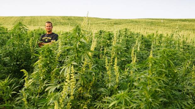 Jim Rogers poses for a picture in his hemp field near Cochin, Sask.
