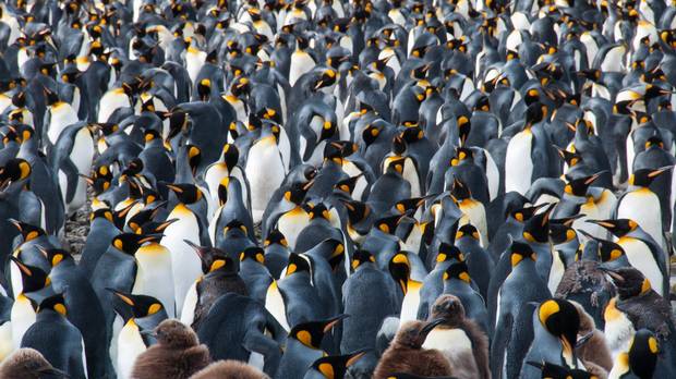 South Georgia Island is home to roughly five million penguins.