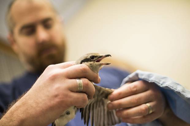 Northern shrike: The bird was admitted with a broken wing, which vets and the rehab team at the centre worked to repair. Now it just needs to build up strength in a small flight enclosure before being released back into the wild.