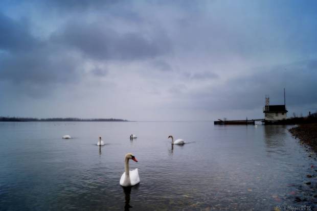 Swans pass along the shore at Cherry Beach – “truly a gift in the heart of Toronto,” Mark Hopper writes.