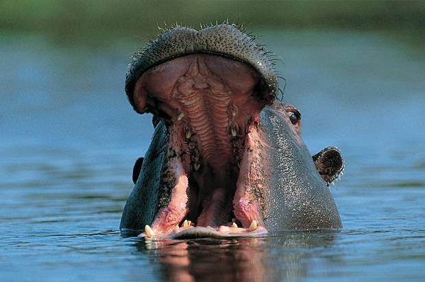 Cruising down the Chobe River, the wildlife can sometimes get a little too close.