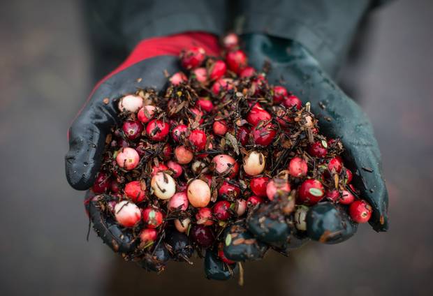 A worker holds cranberries in his hands.