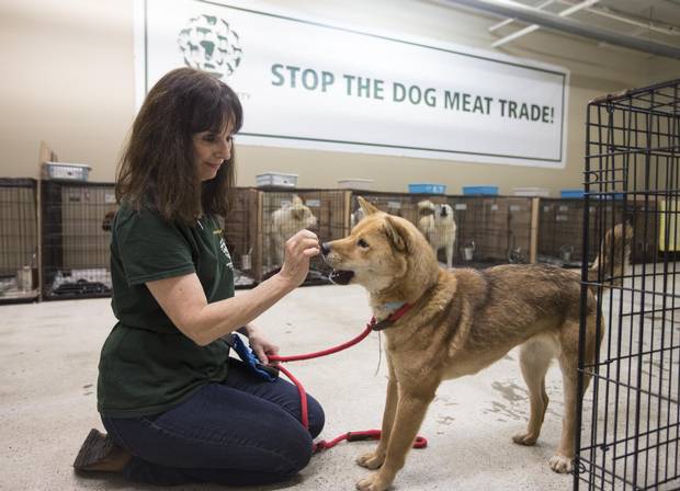 Jackie Wright, an employee with HSI/Canada, gives a treat to Sunny, a Jindo rescue dog, about a year old.