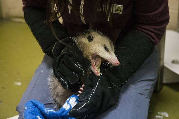 Possum: The centre has taken in eight possums this year. This one is being treated for frostbite. The animals, commonly found in more southern latitutdes, struggle to deal with Canadian cold, and often get frostbite on their ears and tails.