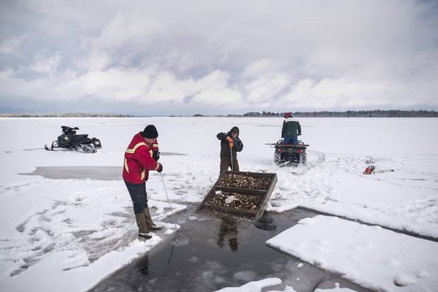 Brian Lewis, left, and Jason Boyles, middle, guide the tray of oysters as Erskine Lewis pulls with the four-wheeler.