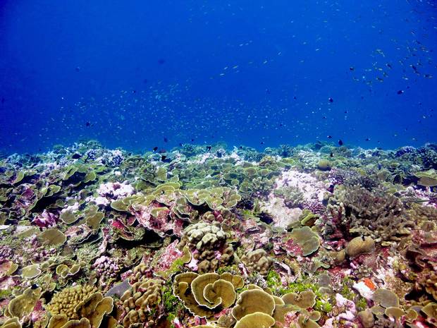 Dr. Julia Baum hopes to glean information that will help researchers predict what’s in store for reefs around the globe as oceans warm.