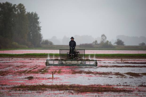 Travis Hopcott uses a machine to beat cranberries off vines during harvest at Hopcott Farms in Pitt Meadows, B.C., on Friday October 20, 2017. It will take two to three weeks to completely harvest the five bogs on the farm with an expected yield of approximately 450,000 kilograms of cranberries according to Travis Hopcott, son of the owner. The third generation farm was purchased by his grandfather in 1932 for $9,000. The cranberry plant is a perennial vine and grows every year without needing to be replanted. The vines are pruned once in the spring to cut the top layer. Once the fruit is ready to be harvested water is pumped from the Pitt River into municipal sloughs and then into the cranberry bogs. Hopcott says they flood their bogs to a depth of approximately 18cm, use a machine to beat the fruit off the vines and then flood with an additional 30cm of water. The berries float to the surface and booms are used to corral them to one area of the bog where they then get pumped into a truck and delivered to Ocean Spray for processing. The lower mainland of British Columbia produces 20 percent of the world's cranberries.