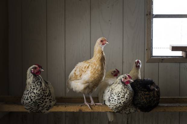 Murray Thunberg, owner of Murray’s Farm in Cambridge, Ont., raises a variety of breeds of chickens as well as pigs.