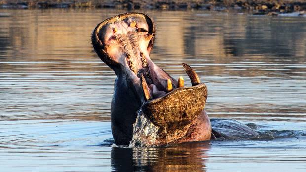 In Africa, stories of ornery hippos are legend – including tales of people chopped into three pieces in just two giant bites.