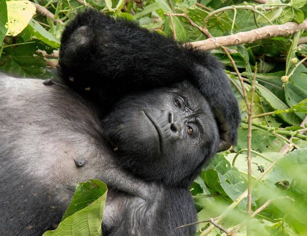A gorilla relaxes on a pile of leaves in Bwindi Impenetrable Forest.