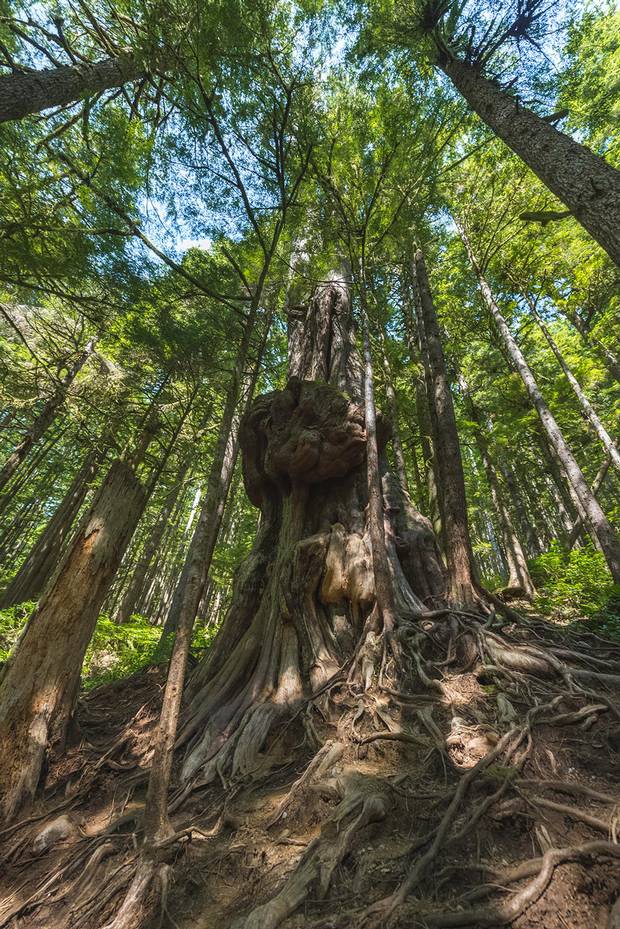 Named after James Cameron’s epic 2009 movie, Avatar Grove home to some of the most ancient trees on Vancouver Island