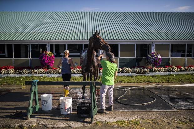 People bathe a horse at Woodbine Racetrack.