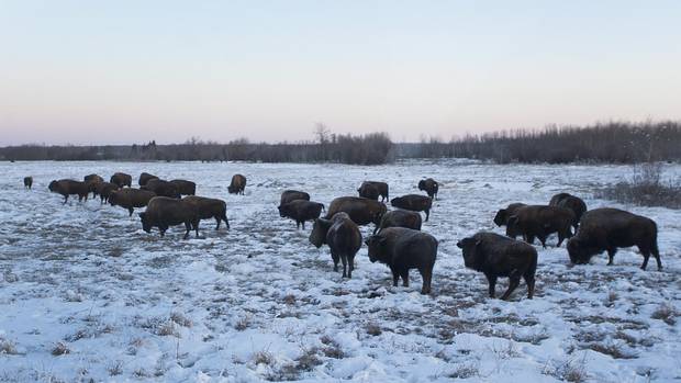 Located roughly 50 kilometres east of Edmonton, Elk Island National Park is the ancestral home for over 800 wild bison.