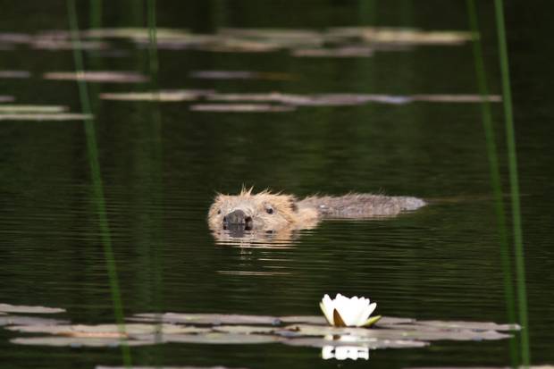 Adult beaver swimming in Knapdale, Mid-Argyll, Scotland, site of the Scottish Beaver Trial.