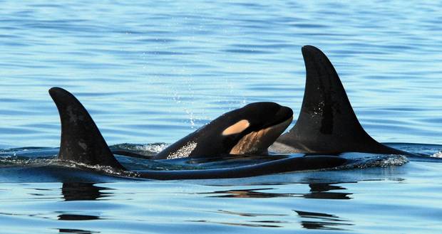 A newborn baby killer whale is shown swimming with whales believed to be the baby's mother and brother in Haro Strait, Wash.