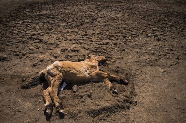 Across Mongolia, nearly 860,000 animals have already died from this year's dzud, a weather phenomenon where a summer of drought is followed by a winter of cold and heavy snow. Today, carcasses lie in dry gulches and dried-out watering holes.