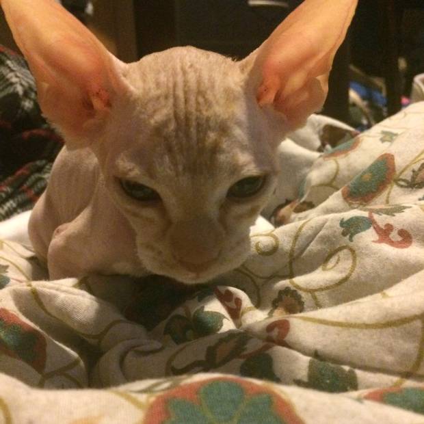 A kitten named Vlad, shown in a handout photo, was purchased through a Kijiji ad that claimed it was a hairless sphynx, but it quickly grew hair. Owner Shaniya Yung of Blackfalds, Alta. says the cat was either shaved or doused with a hair removal product.