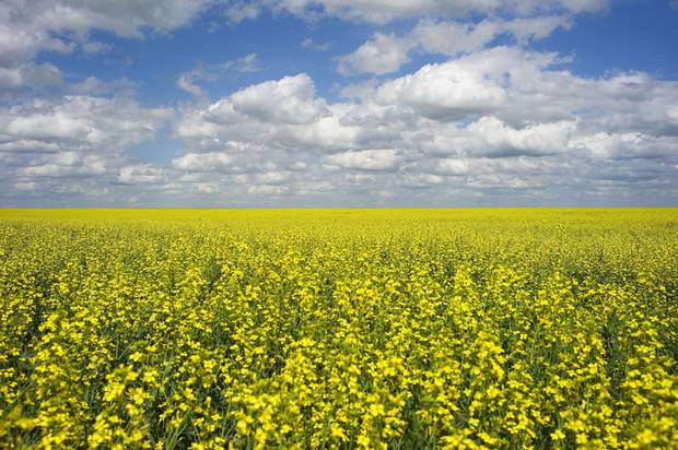 Canola crops used for making cooking oil sits in full bloom near Fort Macleod, Alta.