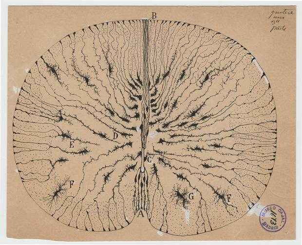 Santiago Ramón y Cajal glial cells of the mouse spinal cord, 1899 ink and pencil on paper.