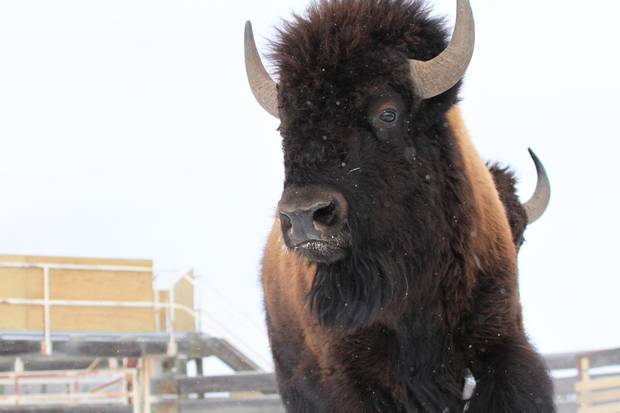The First calves of reintroduced bison are due to be born in May.
